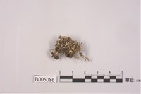 藏品(石蕊屬)的圖片